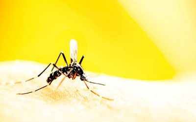 Qual é a diferença entre gripe, dengue, zika virus e chikungunya?